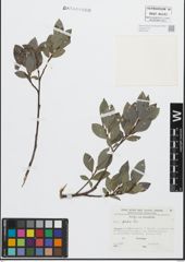 Foto von Salix glabra Scop.